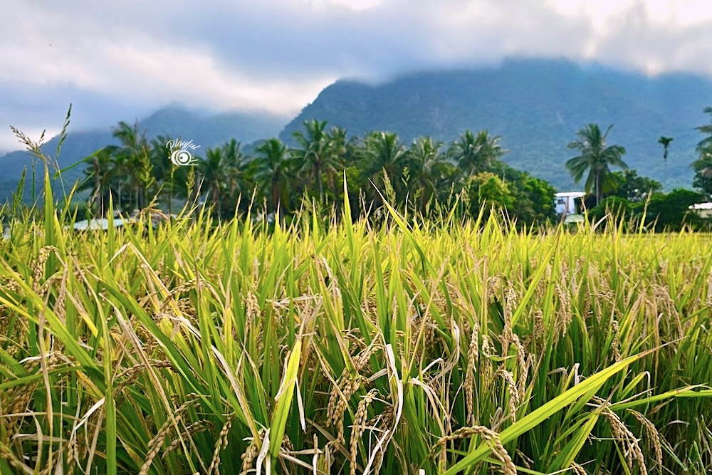 六月正是第一造稻米收成的季節，一片片金黃鑲嵌在綠樹藍天間，非常養眼