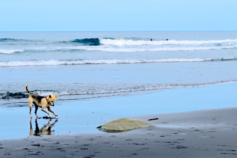 台東海邊有咩玩？