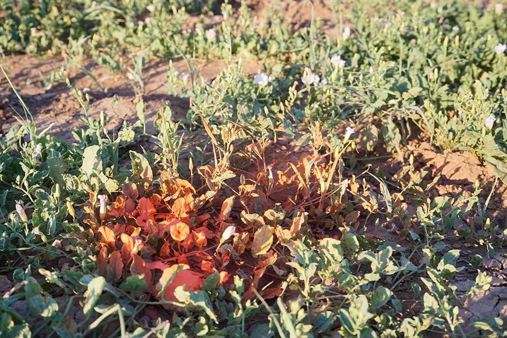 打冷鎮一日遊 - 慢遊Historic Route 66系列 (1)