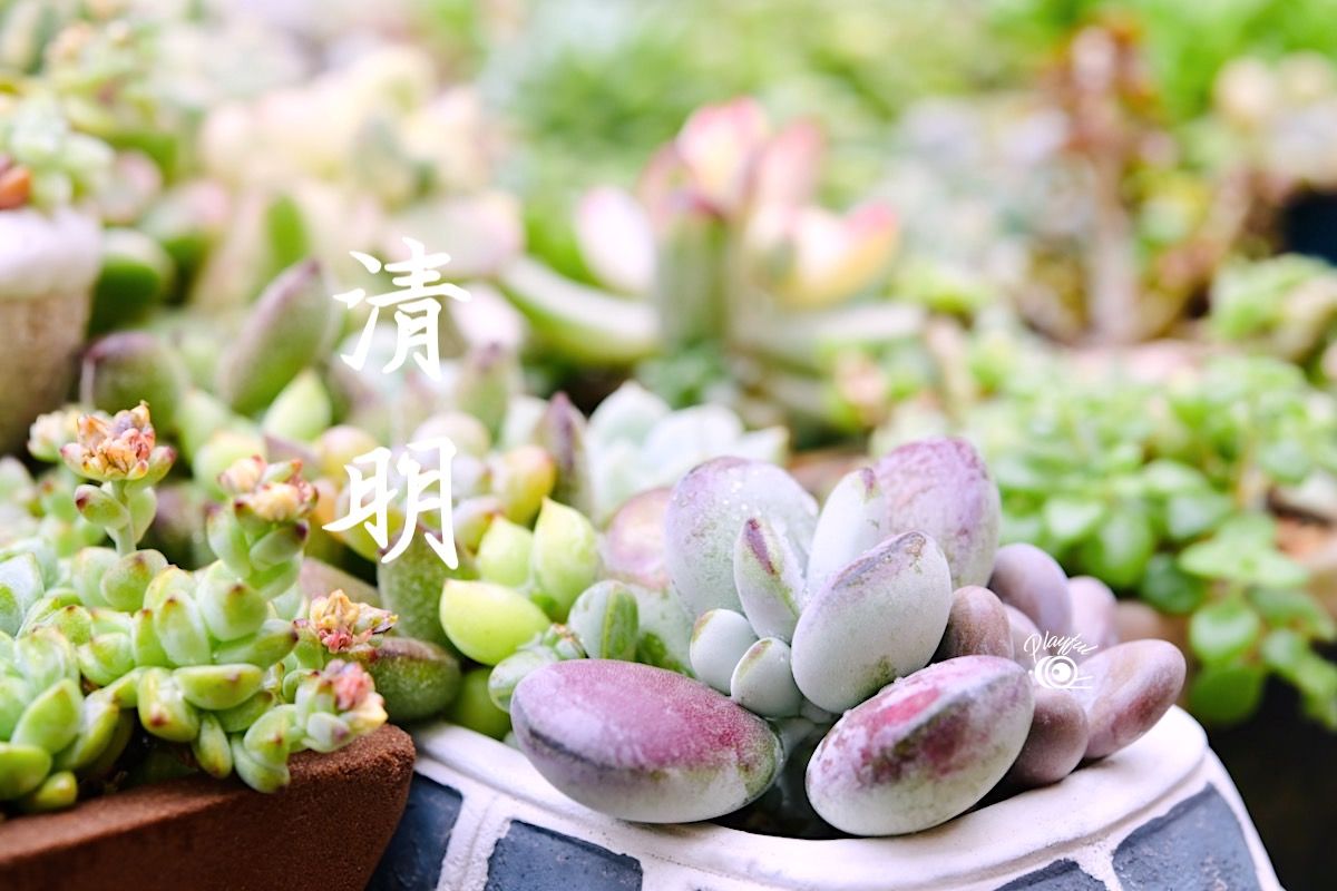 清明。節氣