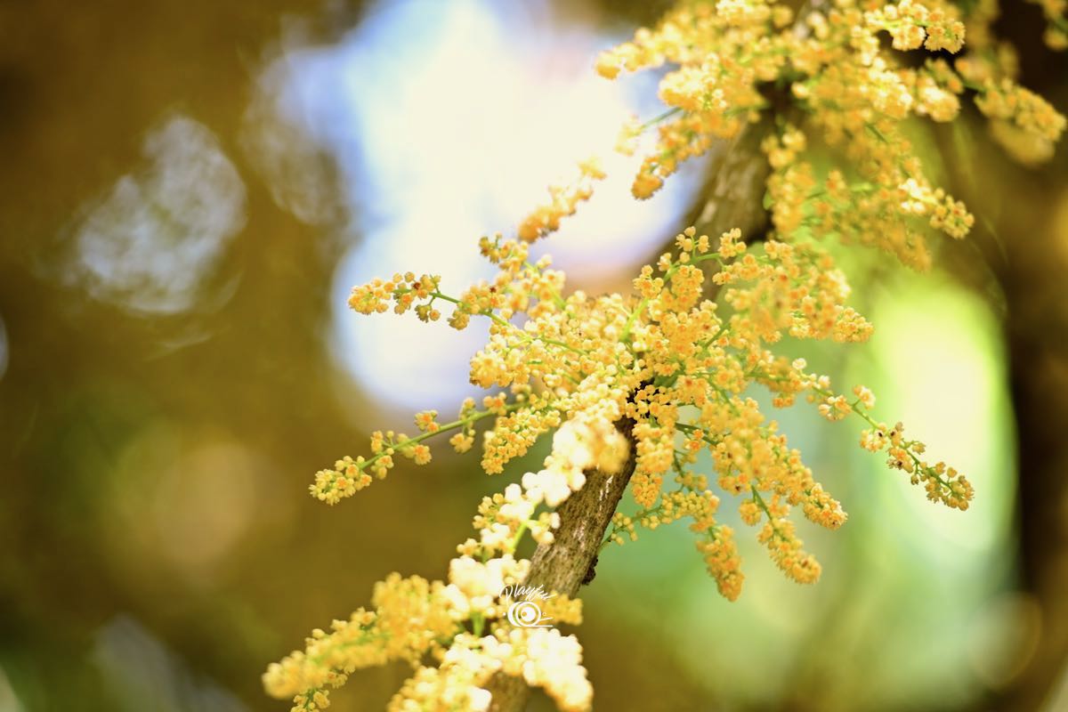 金黃色的煙花