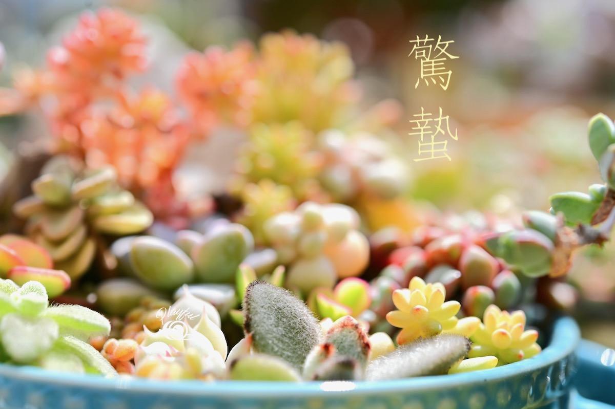 驚蟄
